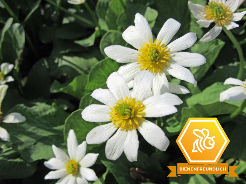 Caltha palustris Alba - Sumpfdotterblume weiß